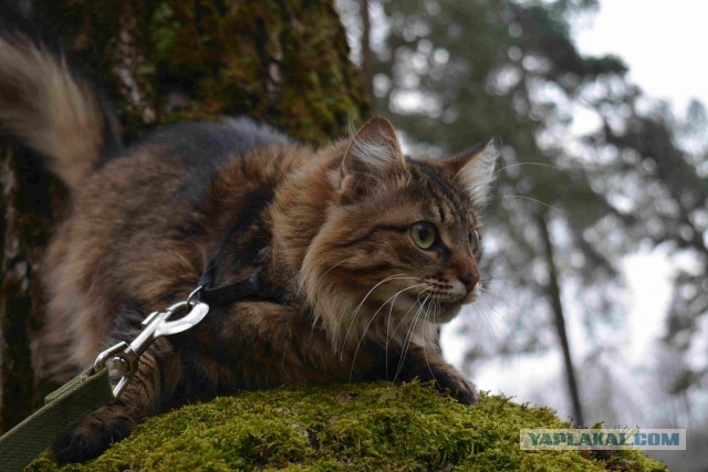 Ну, с котовторником!