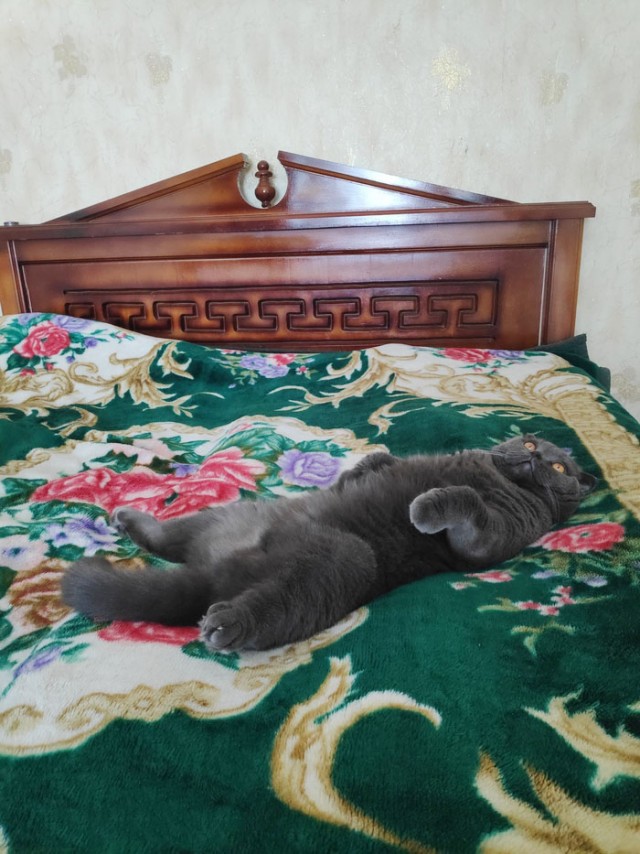 Эти забавные животные