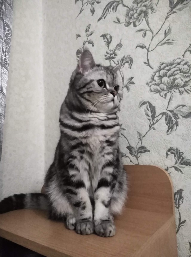 Котовторник