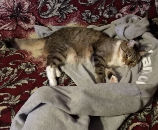 Котовторник.