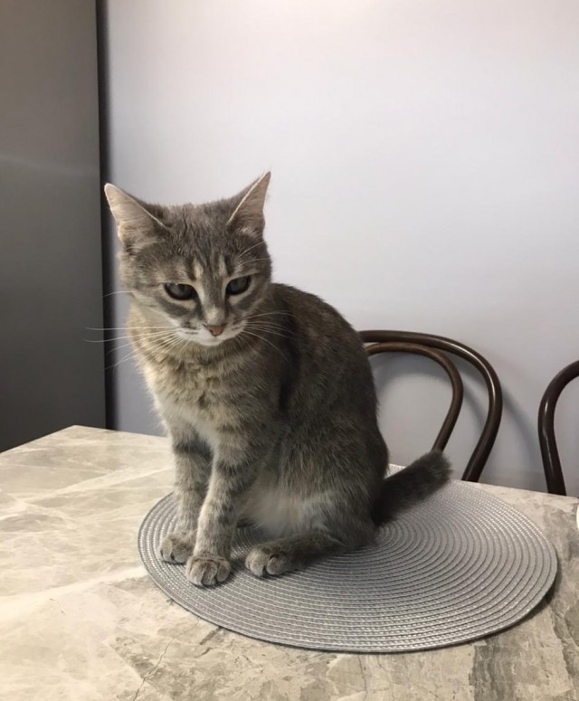 Котовторник. Добавляйте своих