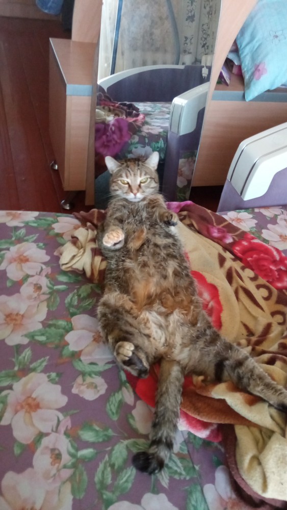 Всех с праздничком, но про котовторник не забываем))