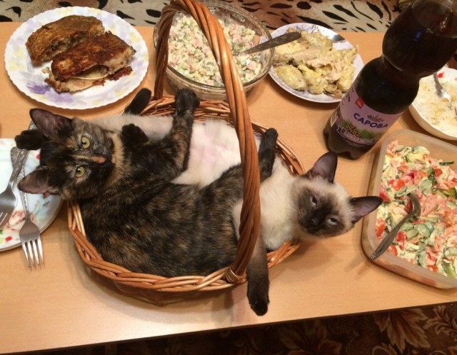 А котовторник уже начался?