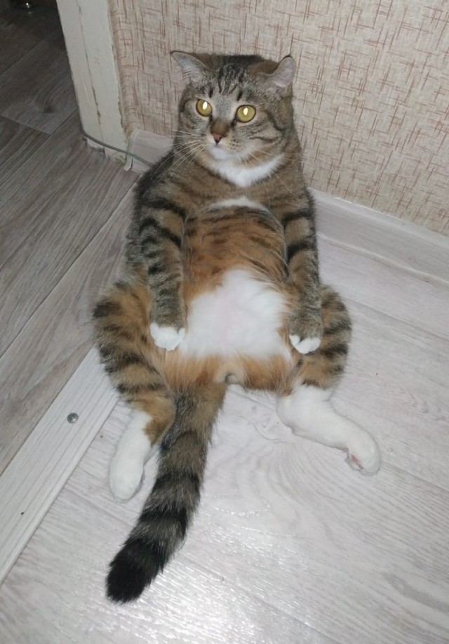 Погнали! С котовторником, други!