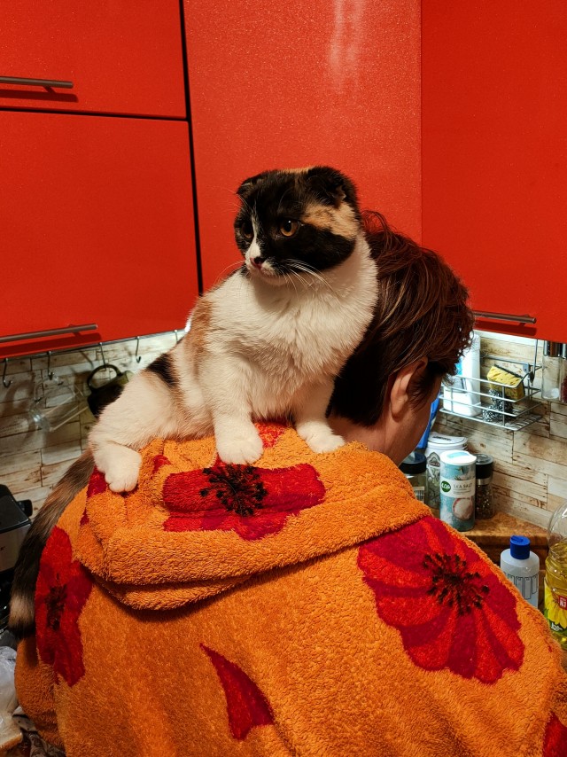 Кошатники, помогите советом!
