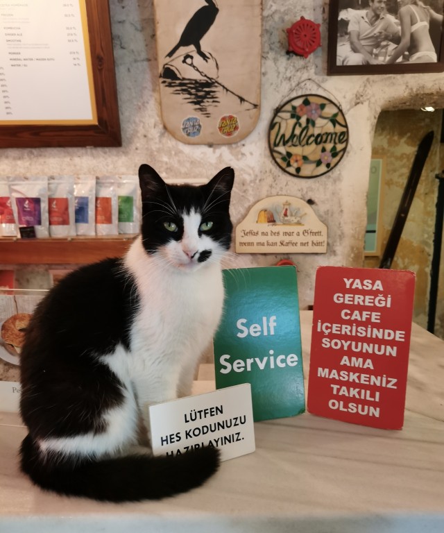 Котовторник же уже наступил?