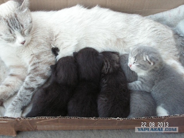 Кошачьи приключения