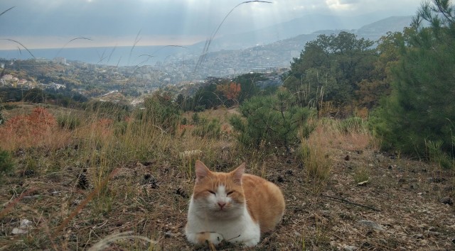День кота.