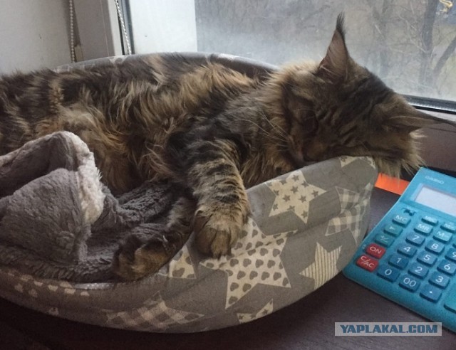 Новая хозяйка (к котовторнику)