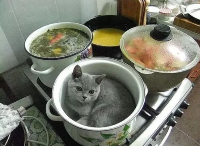 Коты, которые чихать хотели на ваше личное пространство