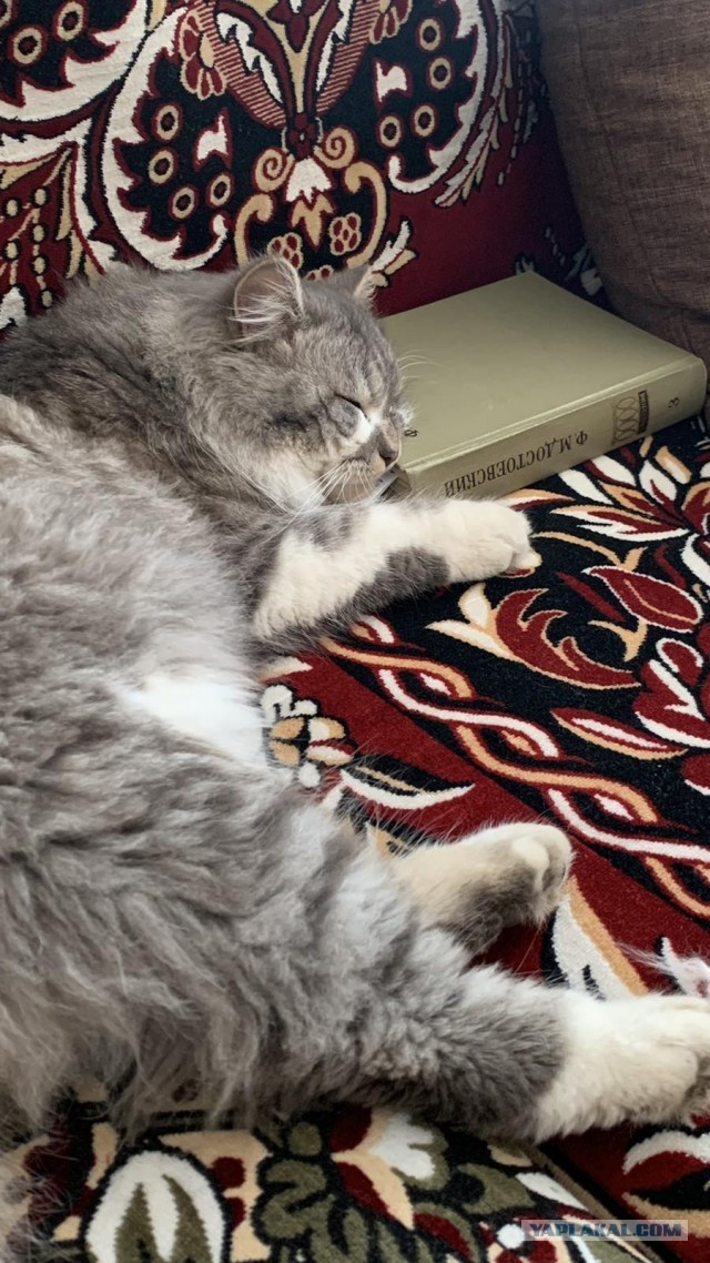 Дефабержировать или нет?