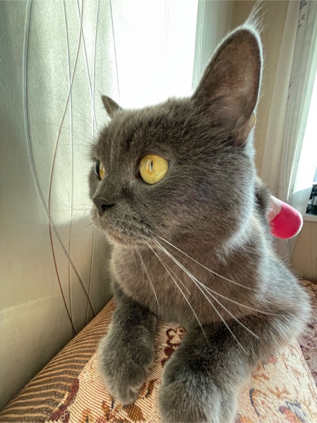 Котовторник ведь начался!