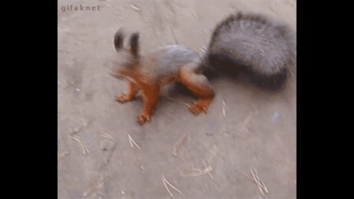Спокойная белка. Теперь я видел всё
