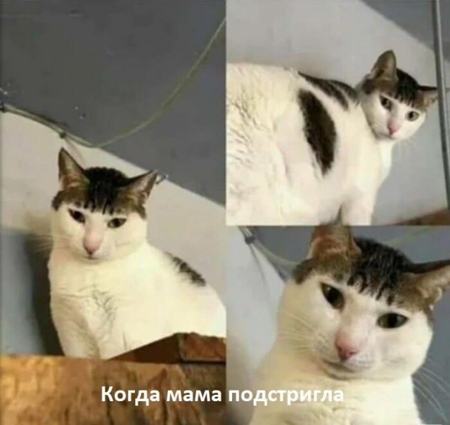 Немного плоского юмора на пятницу