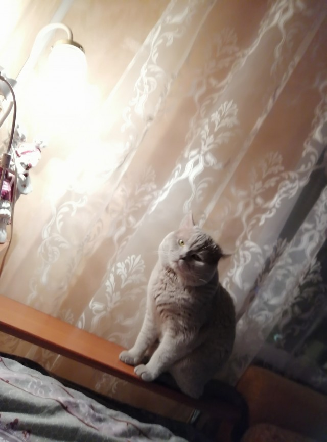А вот и котовторник 24.05.2022