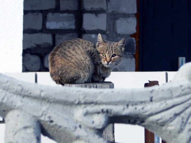 Деревенские, милые, шерстяные