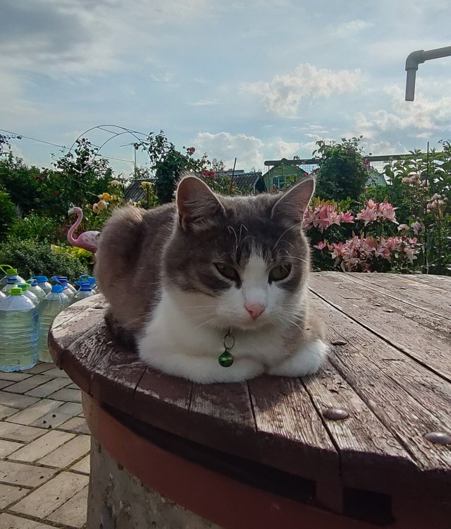 К котофторнику