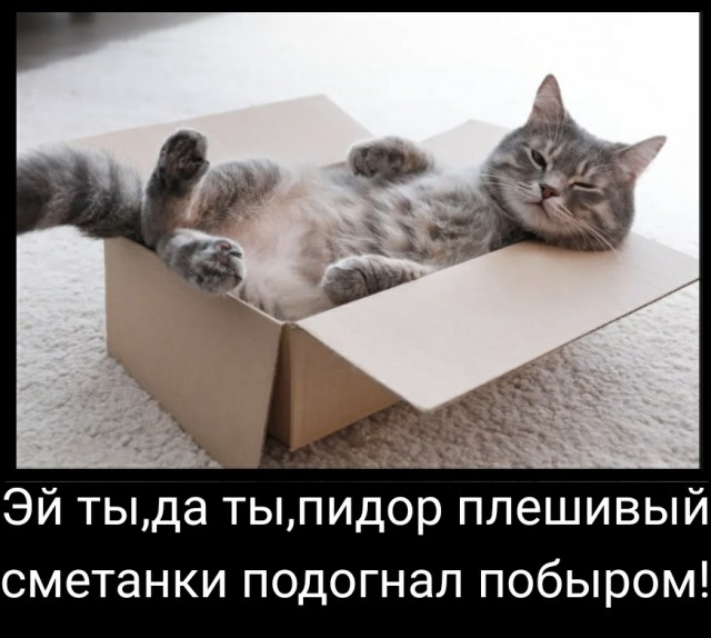 Кот и коробка