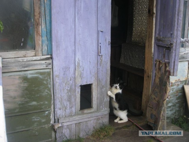 Жизнь домашнего приюта для котеек 412