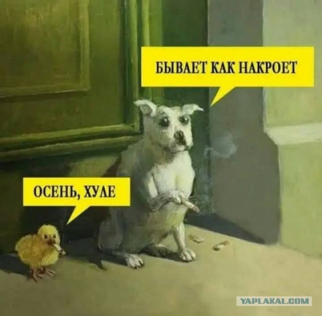 Юмор в картинках и без