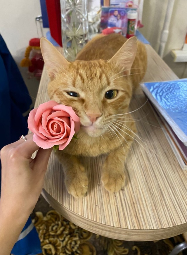 Вторник, ваши коты и кошки в студию