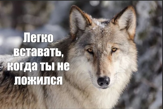 Победная поступь идиотизма по планете – том 2