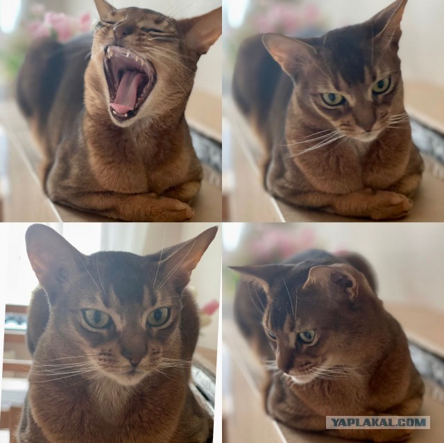 Котовторнику посвящается!