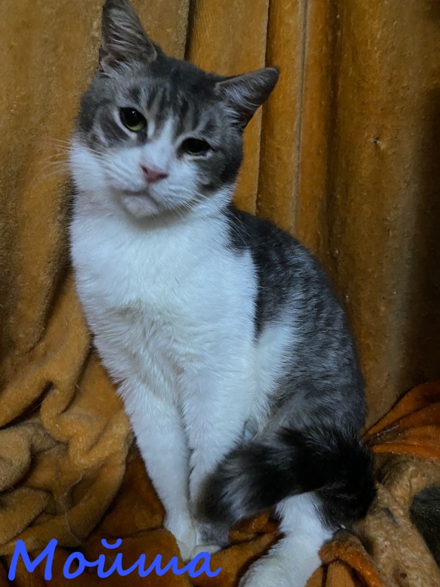 Жизнь домашнего приюта "Котоленд" 385
