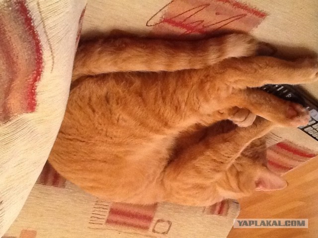 Котовторник 16.04.2013