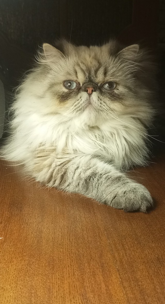 Котя моя. Ну и пусть собакочетверг!