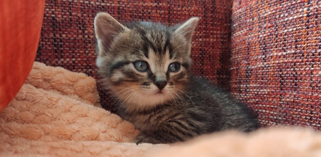 Вот и мне счастье привалило