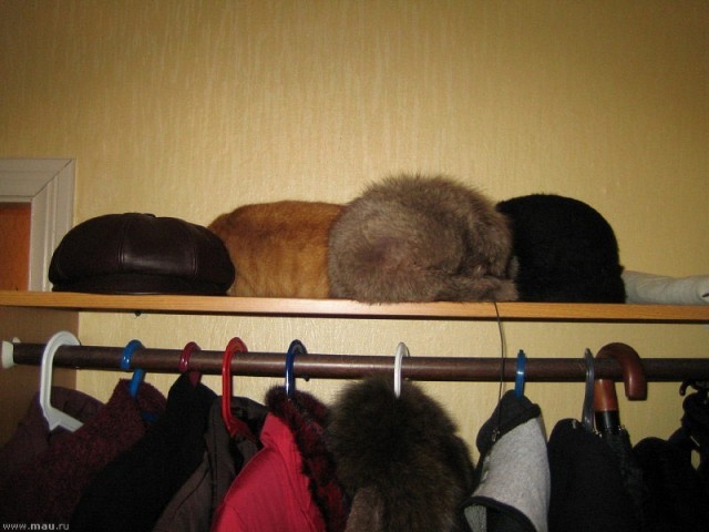 Шапка из норки