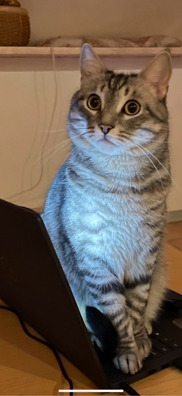 Котовторник уже пришёл?