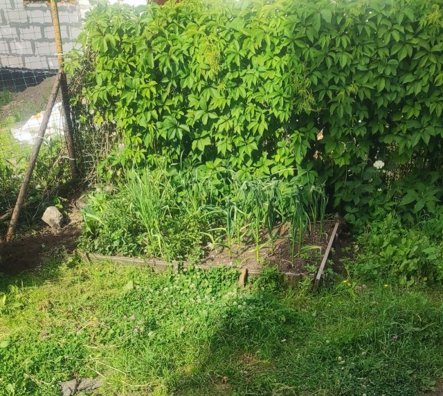 Коты деревенской породы