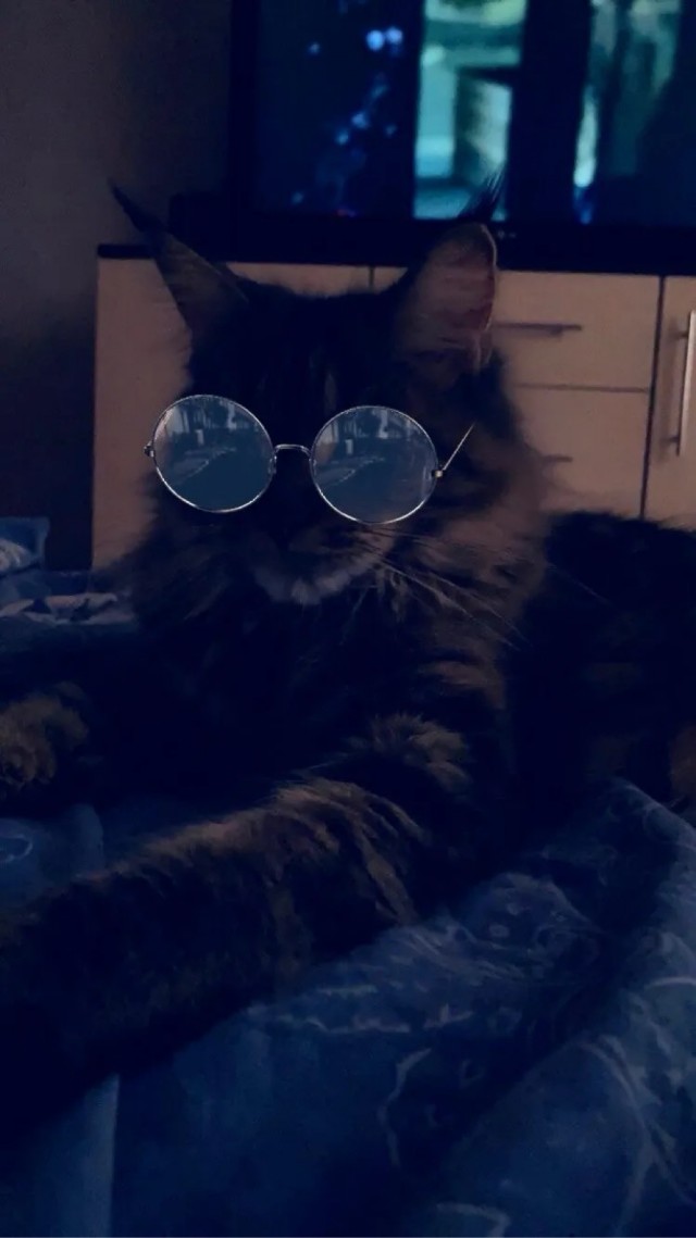 Котовторник в картинках