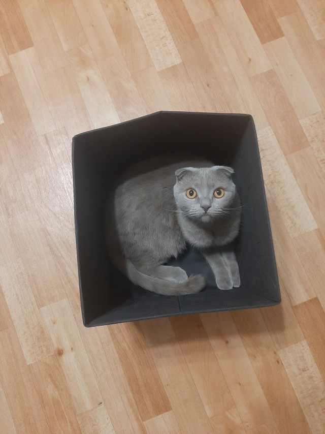 К котовторнику: подборка картинок-баянов с котиками и про котиков. Выпуск 4