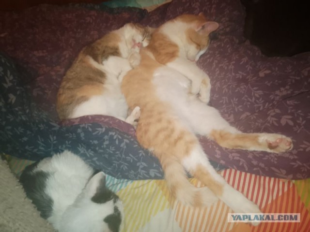 Жизнь домашнего приюта для котеек 537