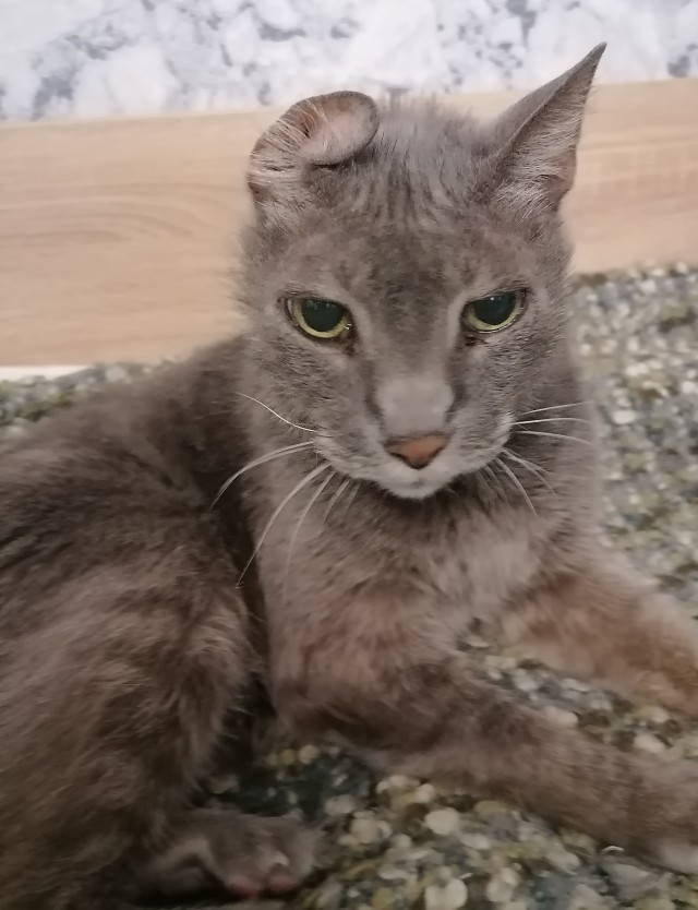 Старик