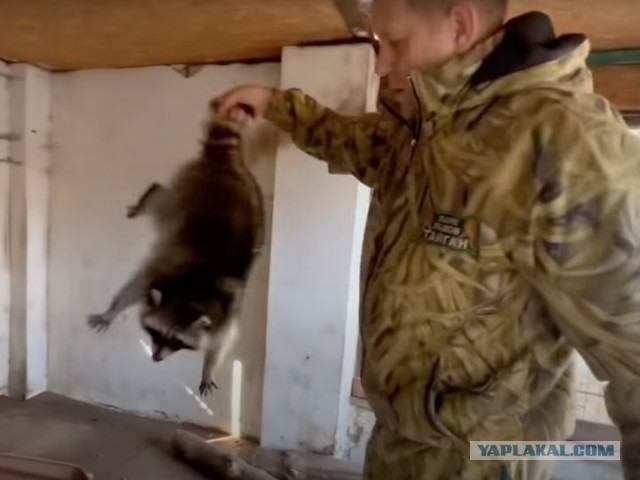 Лев напал на Зубкова в парке Тайган