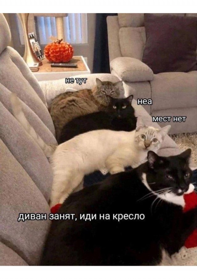 Веселое настроение в картинках (12.07.2025)