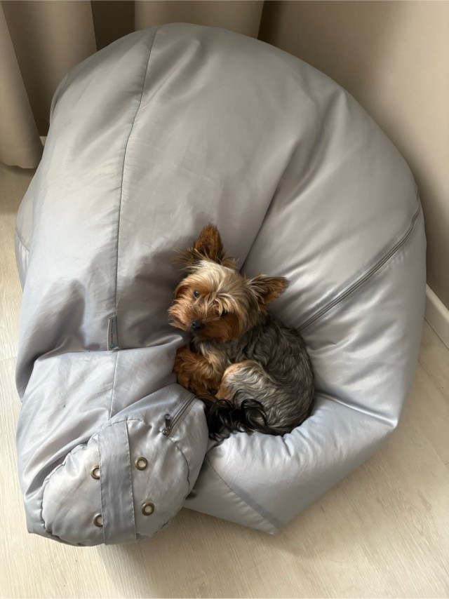 Собакочетверг!