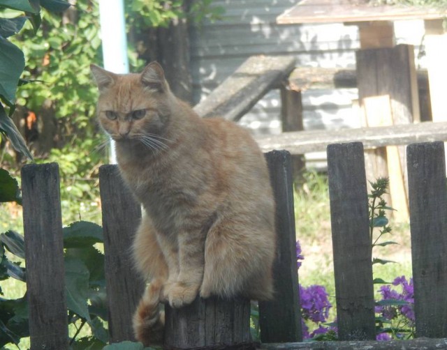 Умная кошка (кот)