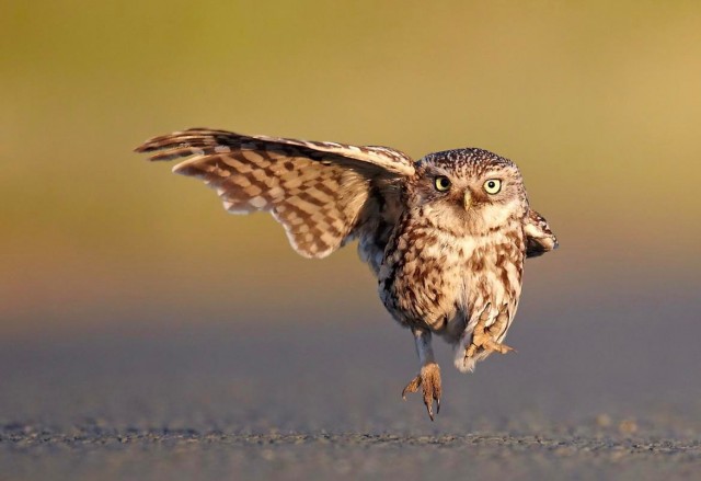 Победители и финалисты премии Wildlife Comedy Photography Awards в области фотографии дикой природы (2016)