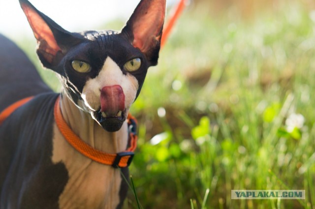 "Инопланетный" котэ