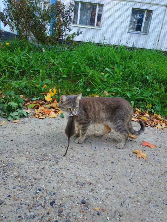 Хищник на прогулке