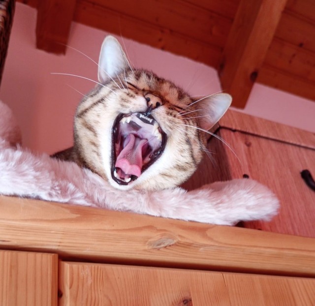 Котовторник. Где коты? Мой вот!