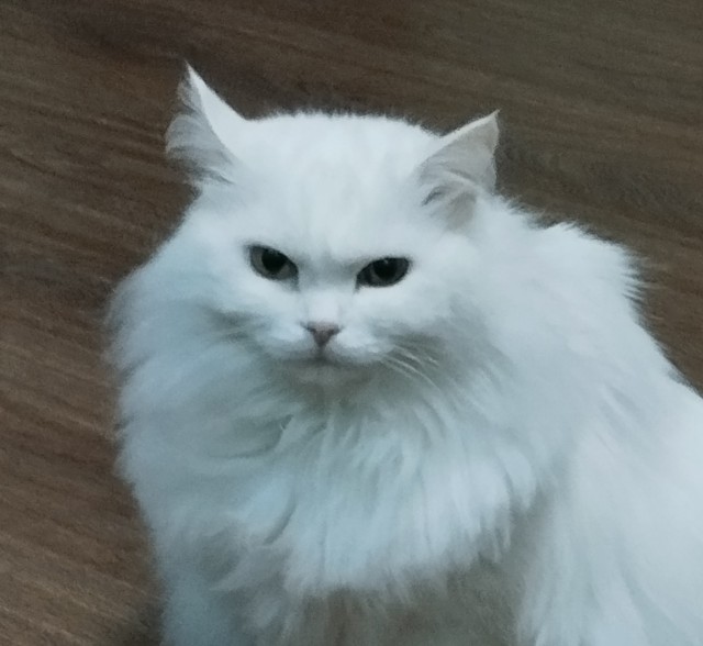 Мини ТопГан