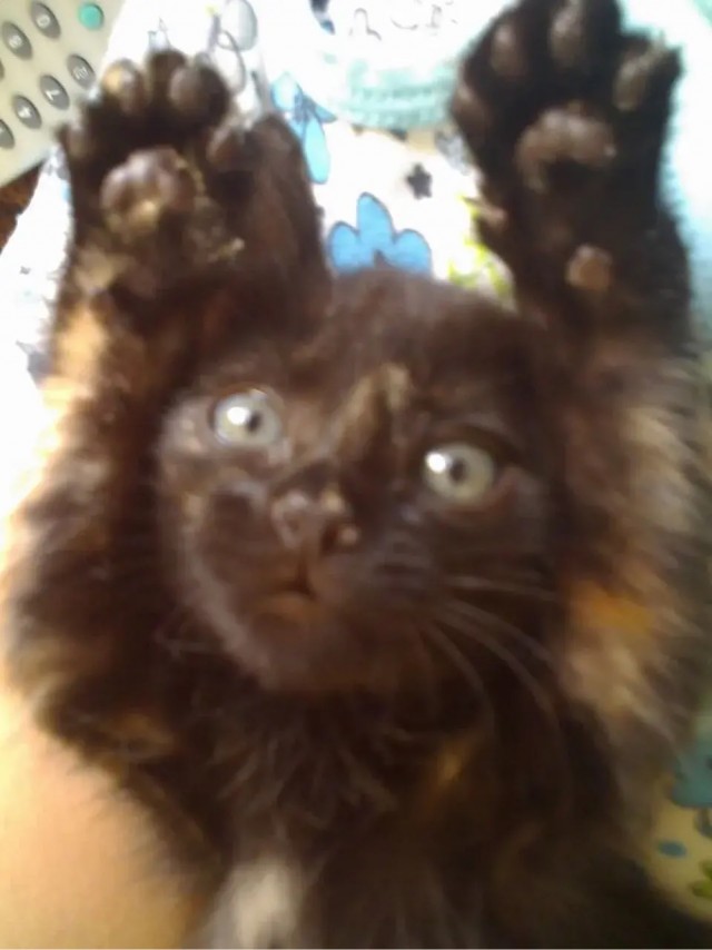 Ушла на Радугу в котовторник