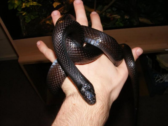 Сбежавшая от соседей 1,5 года назад змея забралась в постель к 21- летней британке