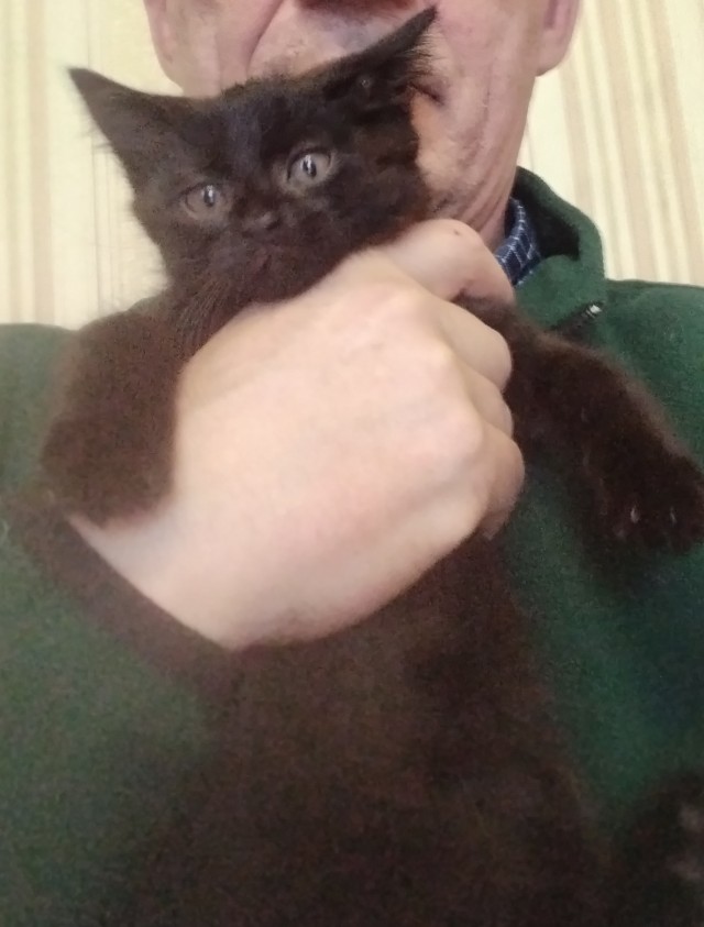 На ночь глядя (кошаки)
